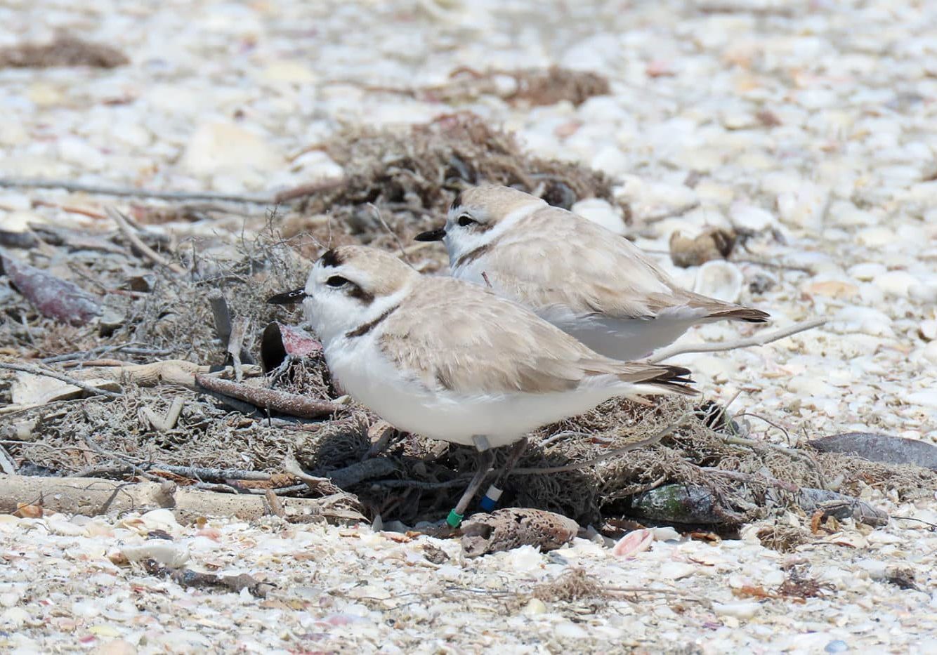 snowy plover and mate at nest