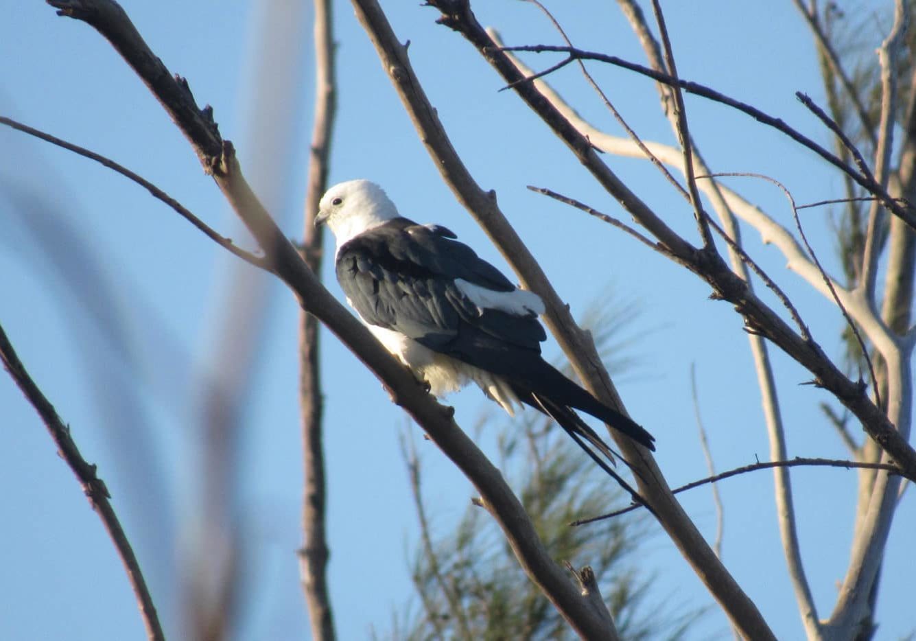swallow-tailed kite on sanibel