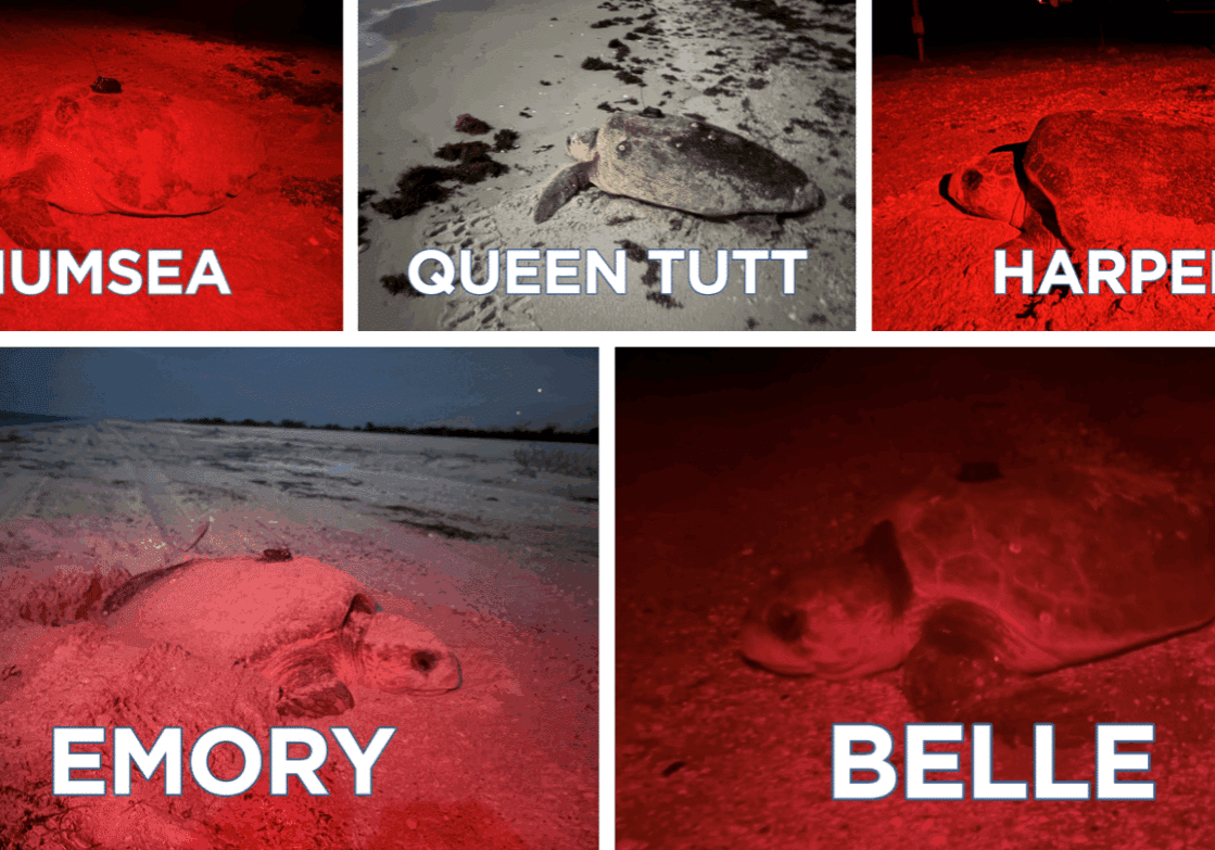 satellite tagged loggerheads on sanibel sccf