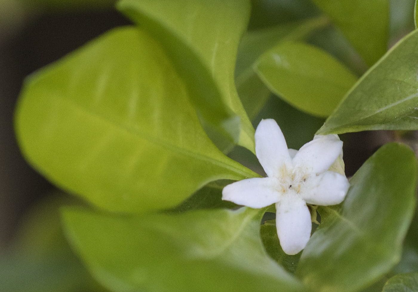 White Indigo Berry 0025