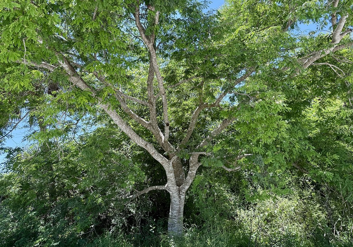 wild tamarind at sccf native landscapes & garden center