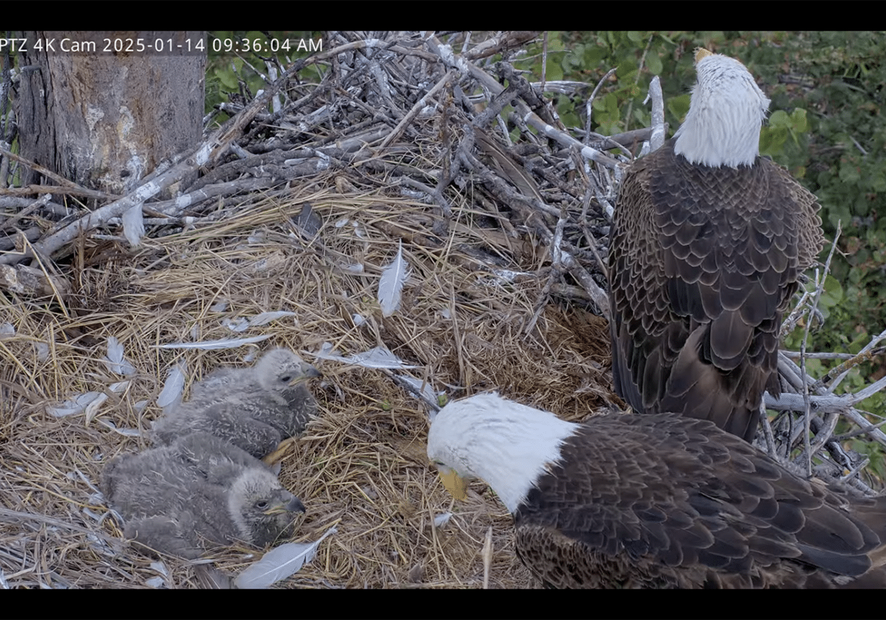 bald eagle parents with chicks in nest on captiva