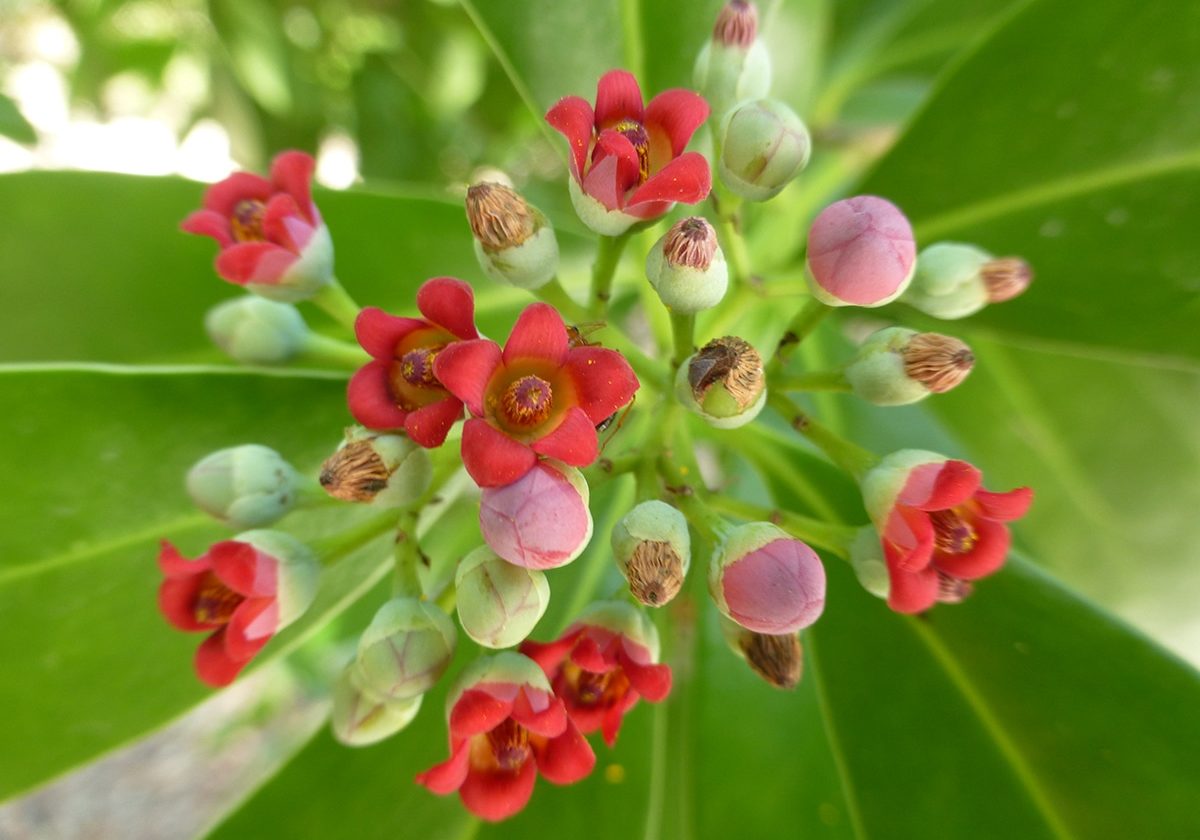 cinnamon bark sccf sanibel native landscapes and garden center