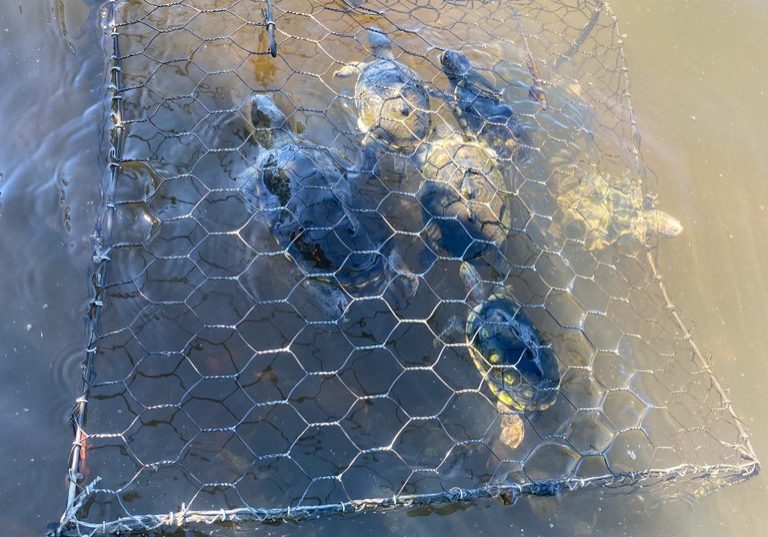 cxjlezvn3ivzuuusghlt