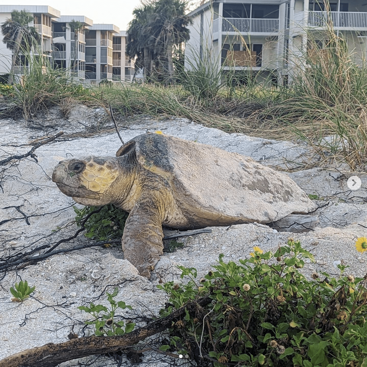 loggerhead