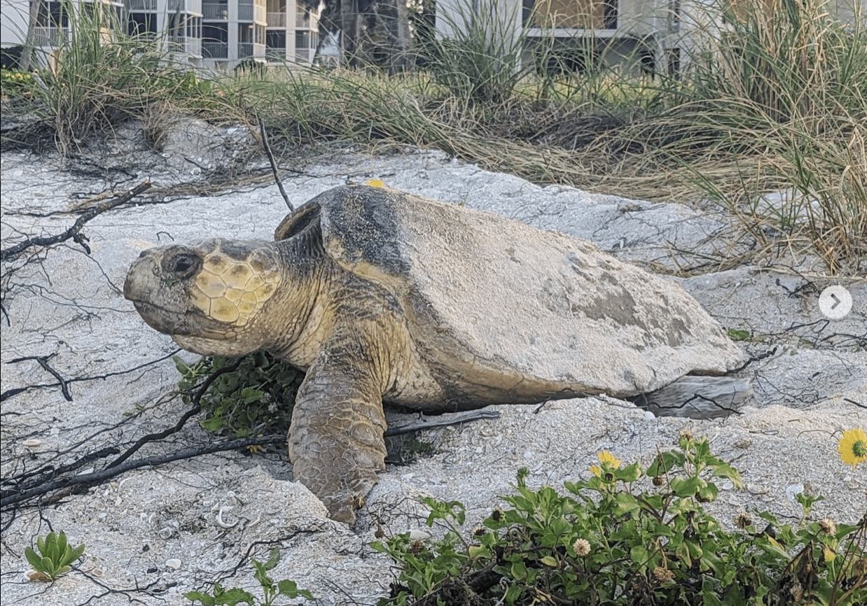 loggerhead