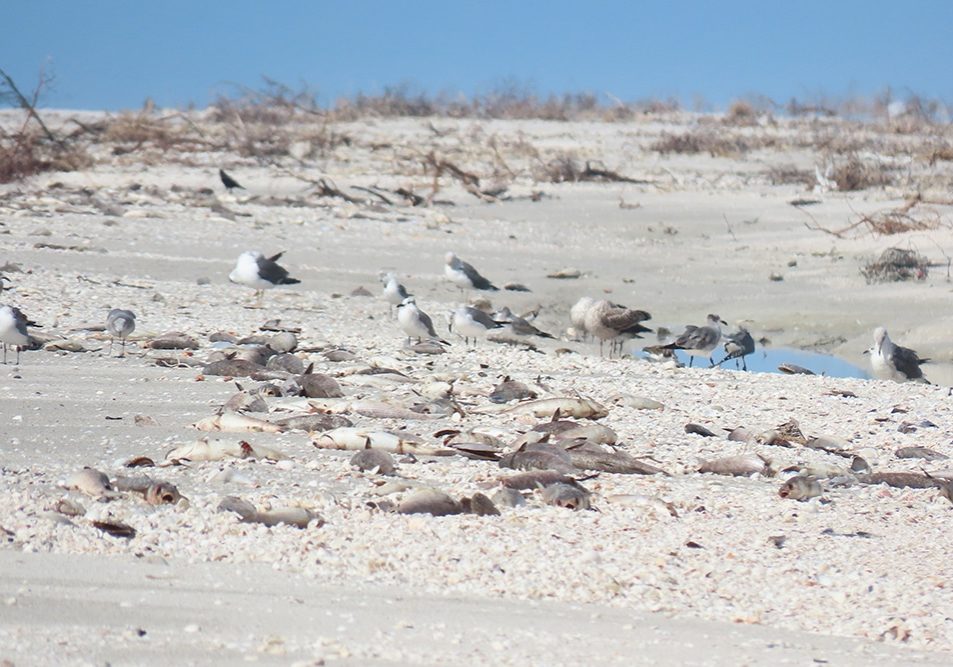 shorebirds stand next to dead fish on sanibel
