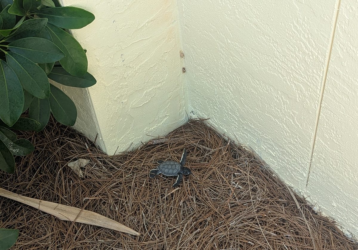 Disoriented Hatchling 3 Copy