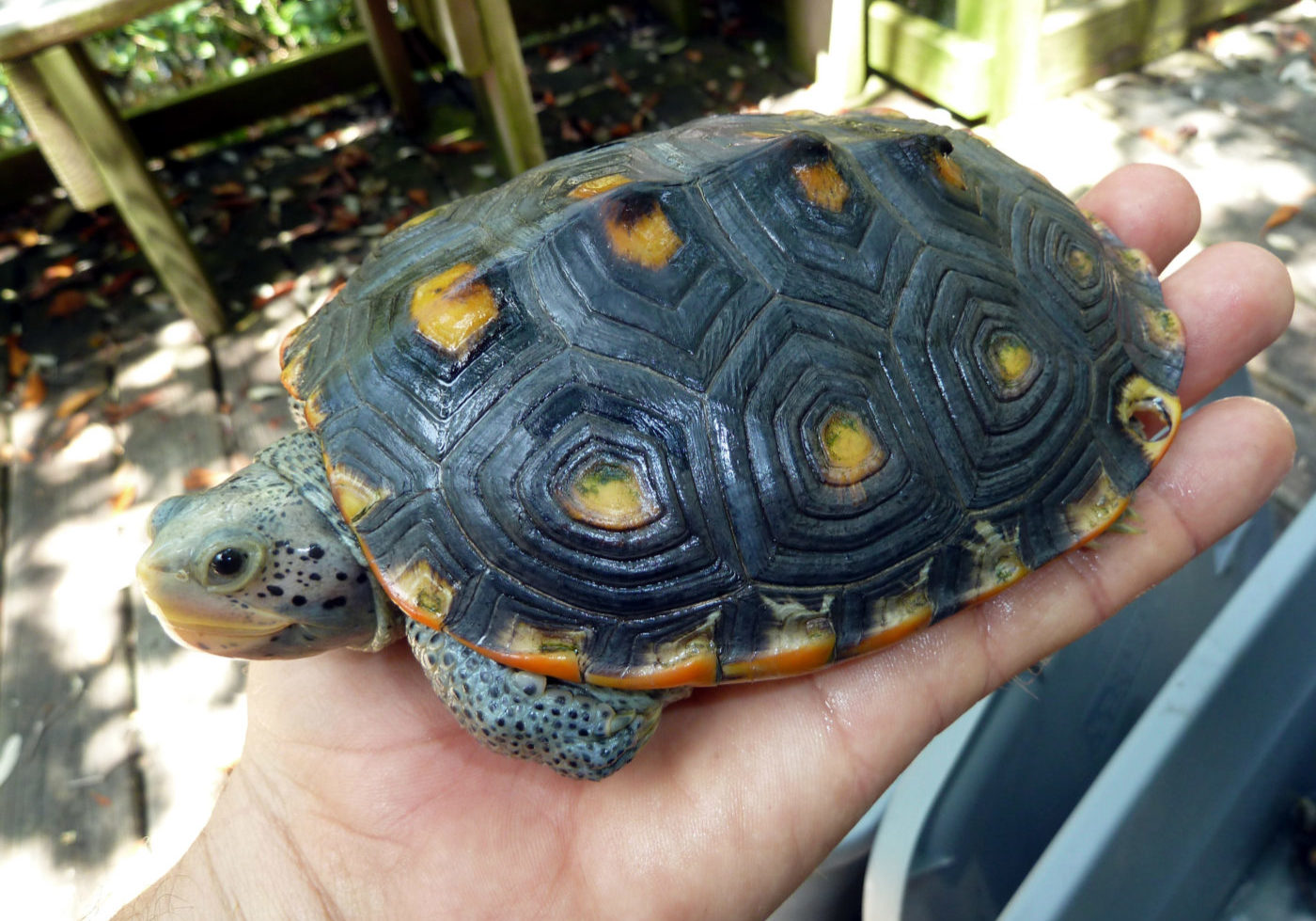 djer6arabwsux2ll6ddg