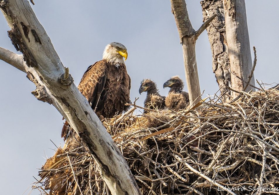 dq eagles ed sauternes