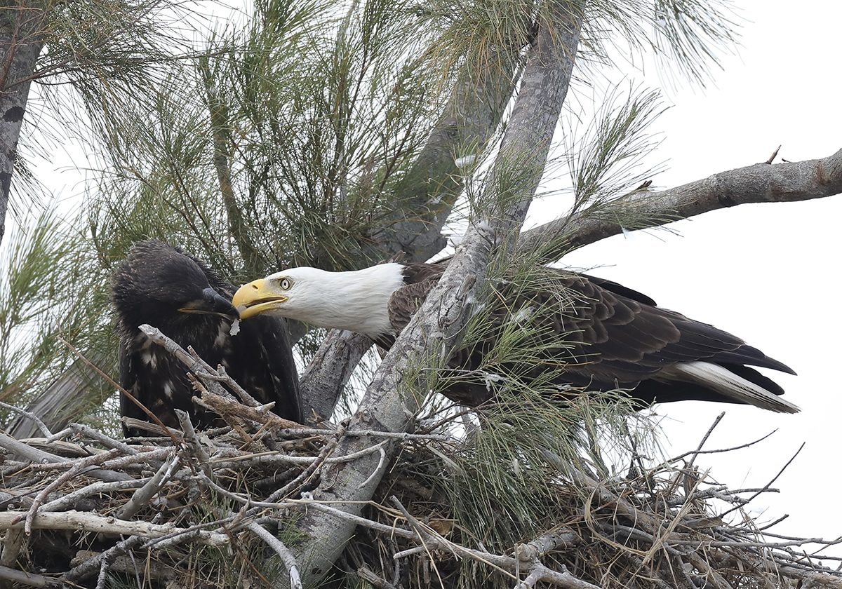 bald eagle adult and fledgling in nest