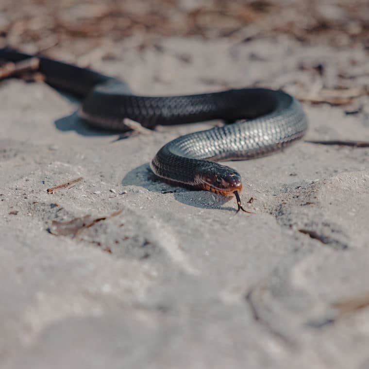 eastern indigo snake