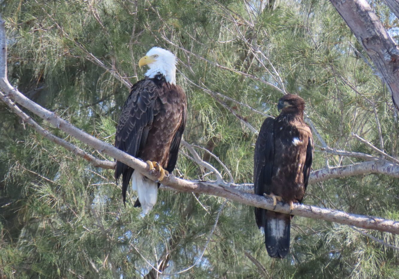 feziw73k5wpb8mgyq26w