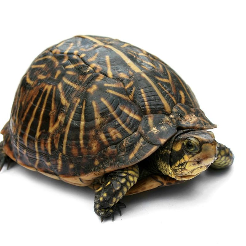 box turtle
