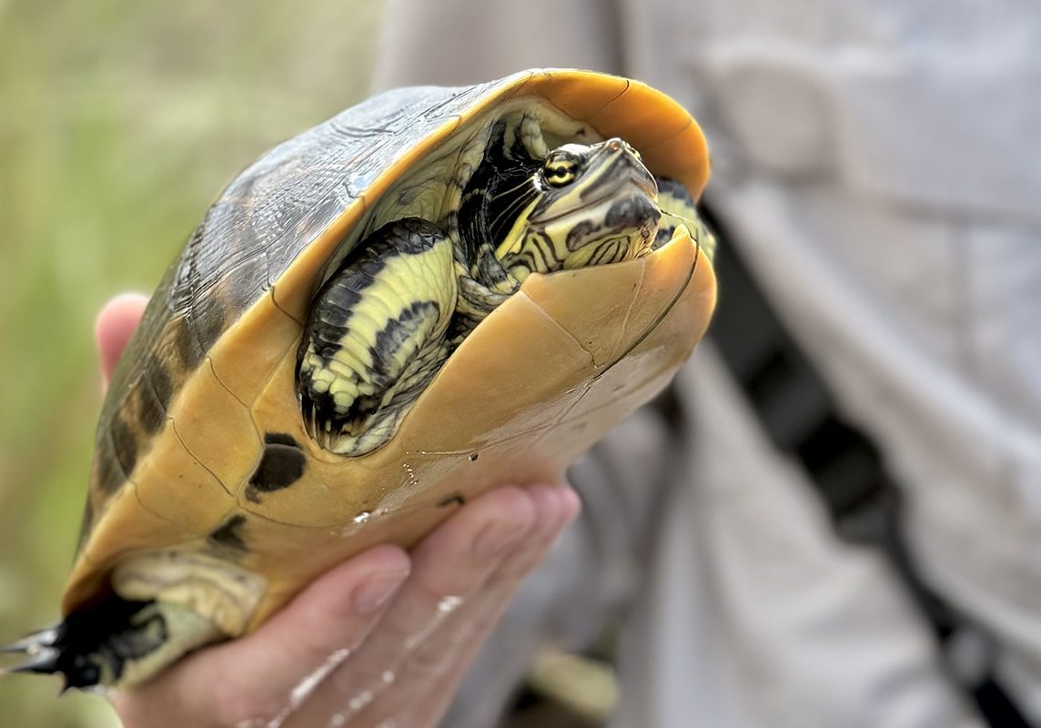 Florida chicken turtle on Sanibel