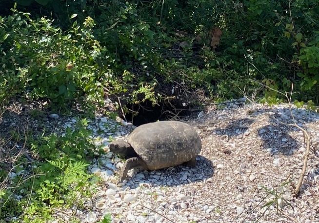 Gopher Tortoise 2 Insta