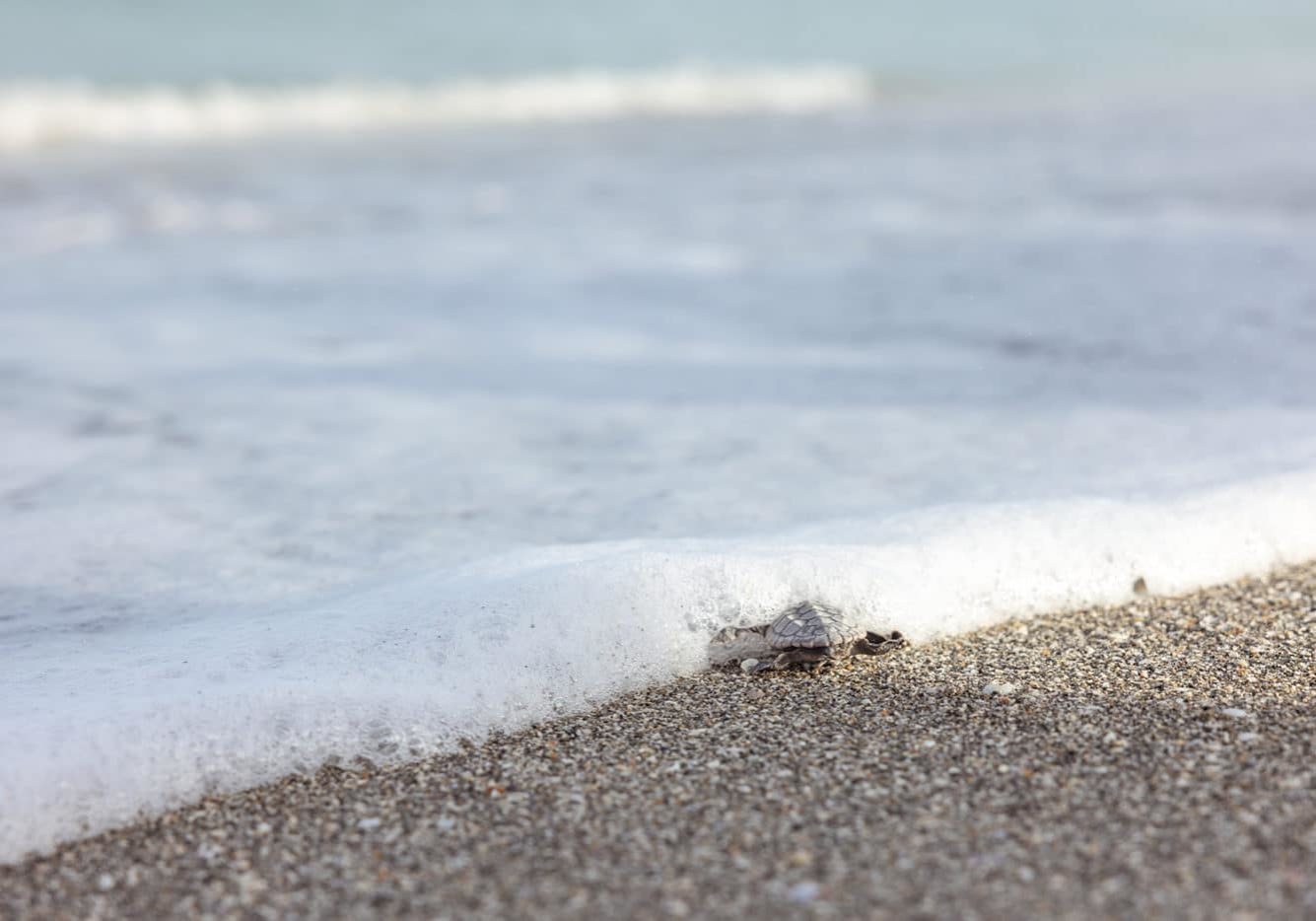 loggerhead hatchling headed to sea on Sanibel Island