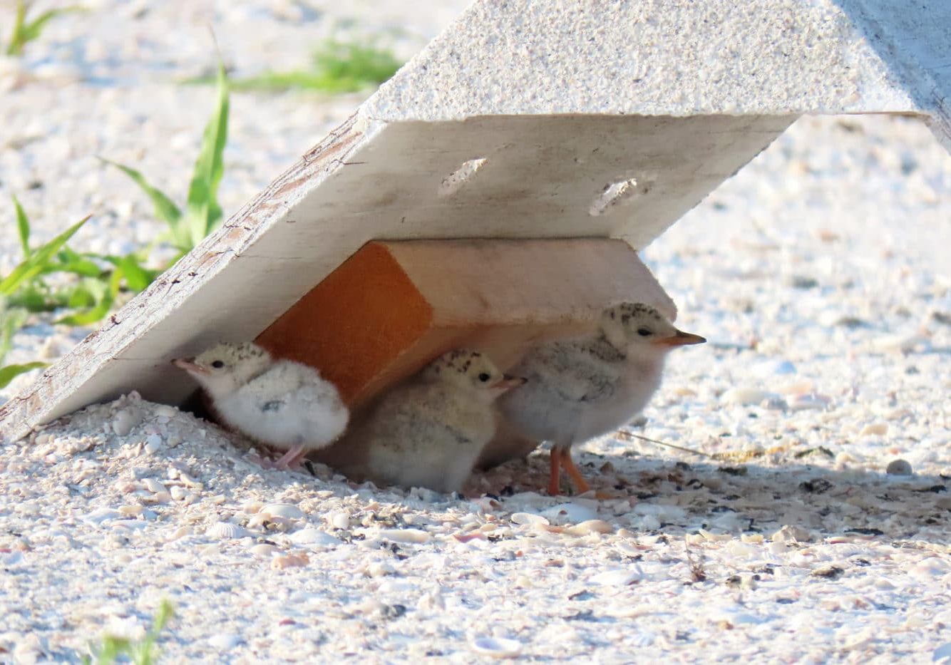 Least Tern Chick Shade Structure