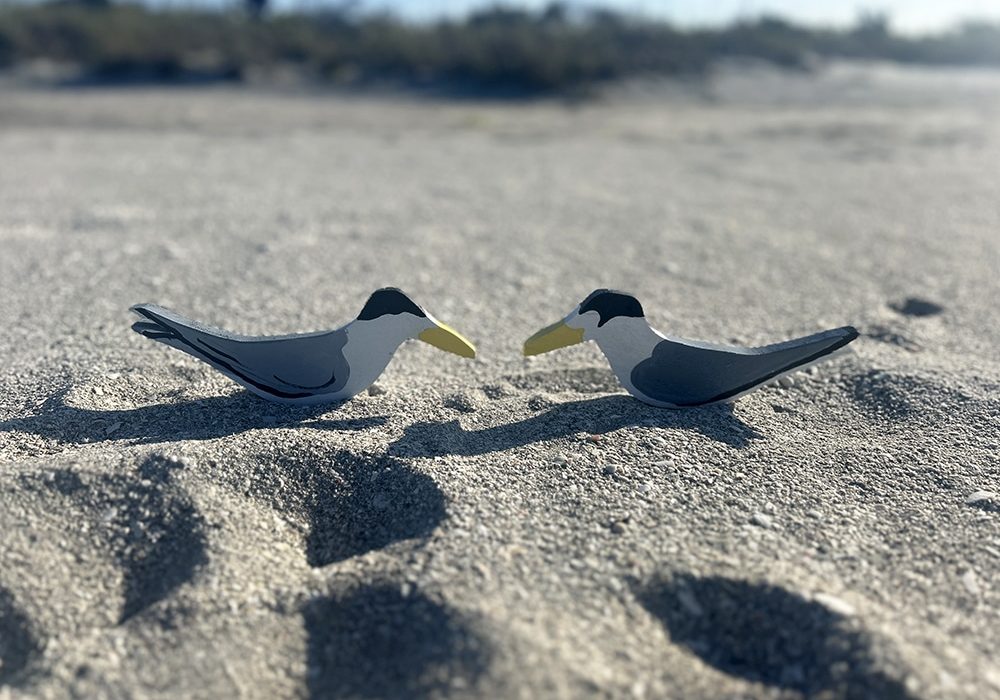 least tern decoys