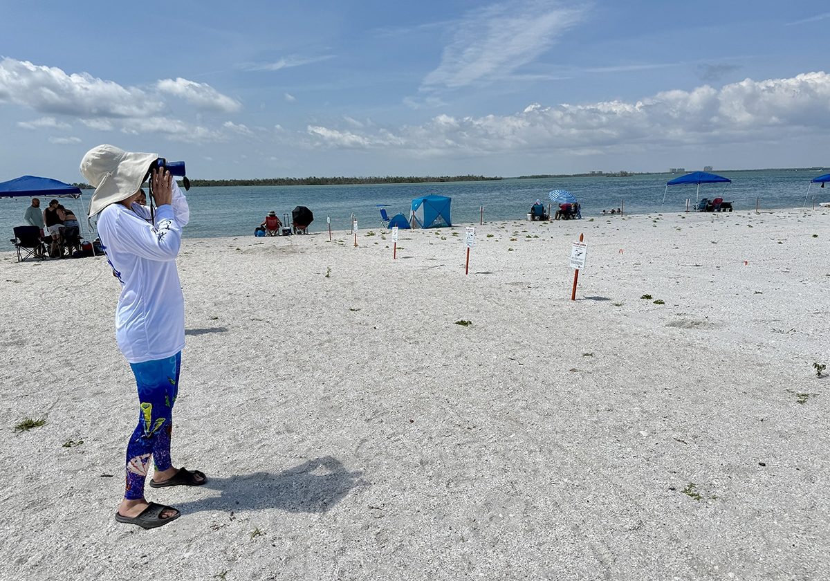 Least Tern Shorebird Steward Volunteer