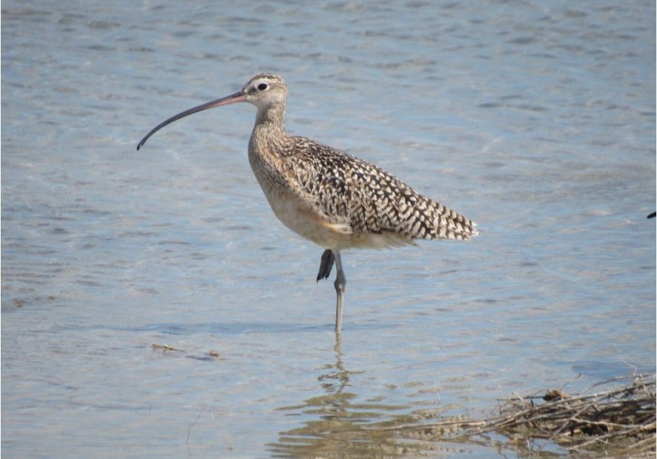 Long Billed Curlew