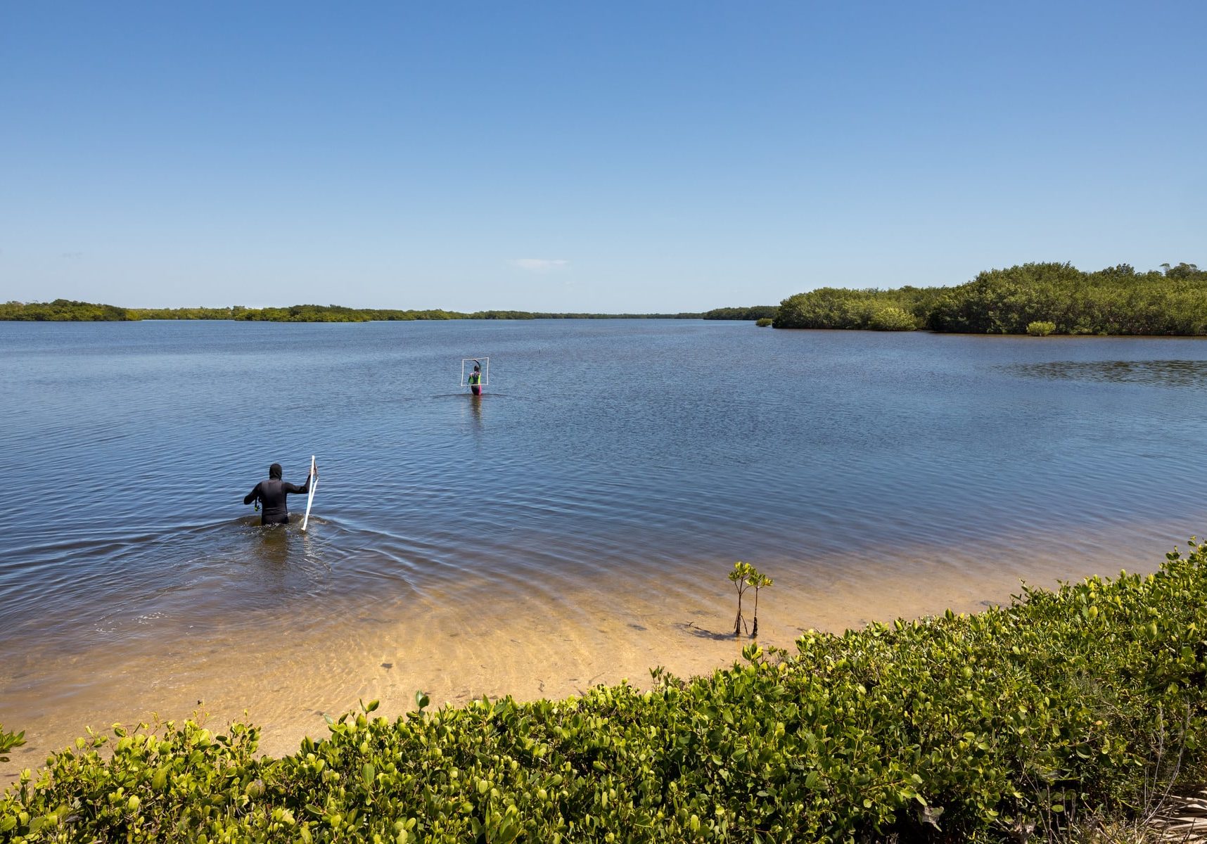 Macroalgae Survey 1800