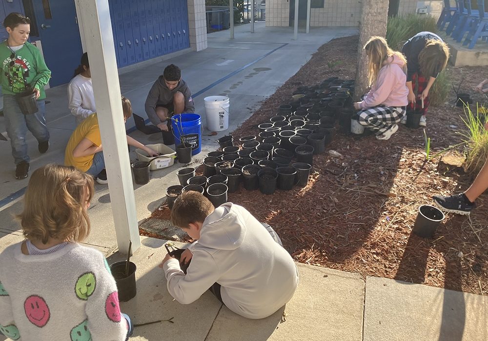 sanibel school mangrove project