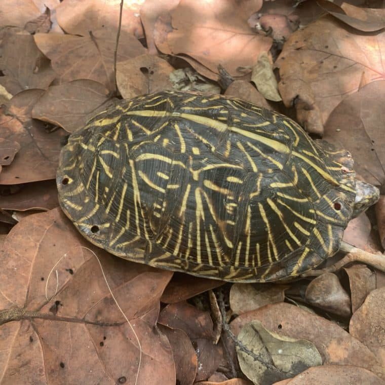 marked box turtle