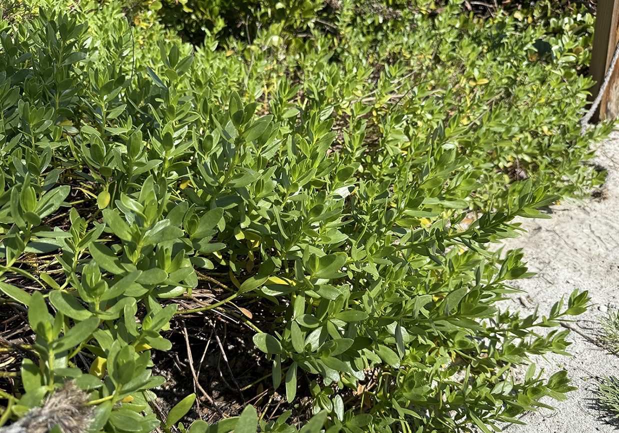 seacoast marsh elder meet the natives garden center sanibel