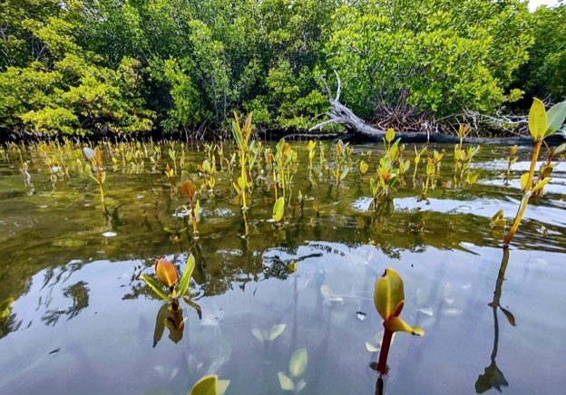 najzvxlchir1ir4fifd1