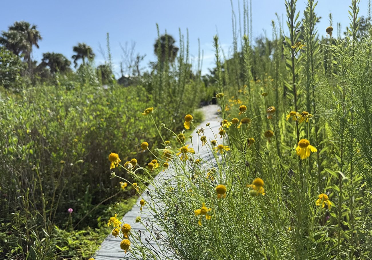 pollinator garden sccf native landscapes and garden center