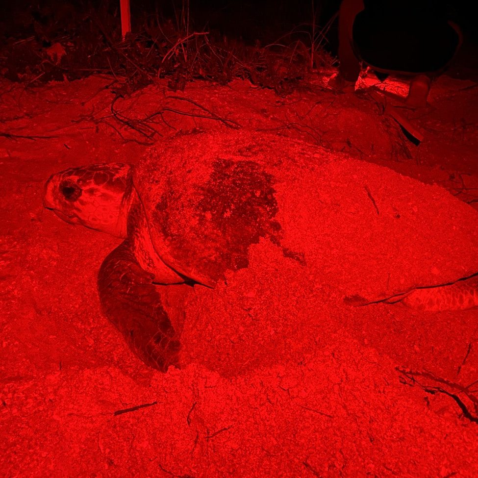 Nesting Loggerhead Night