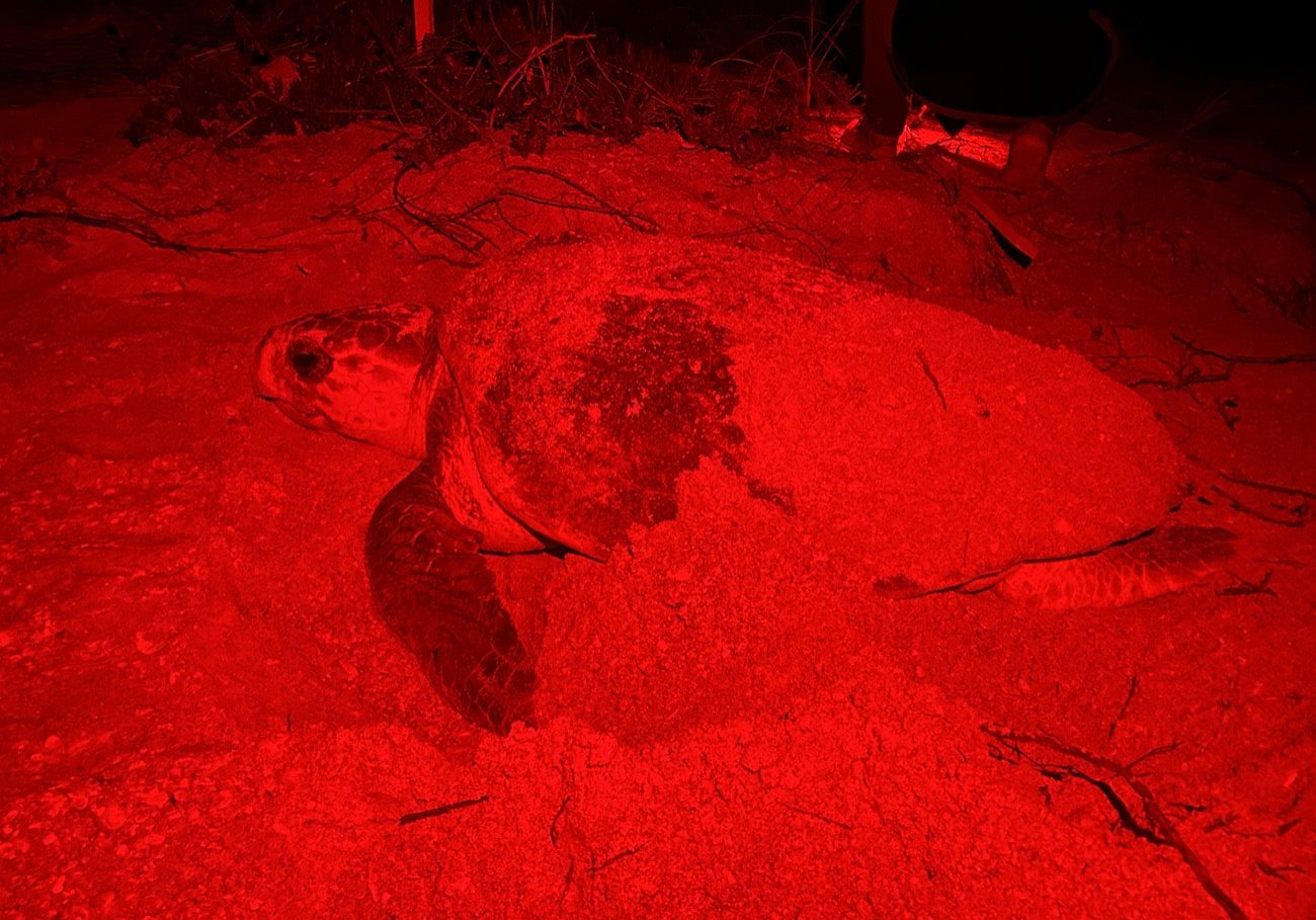 Nesting Loggerhead Night