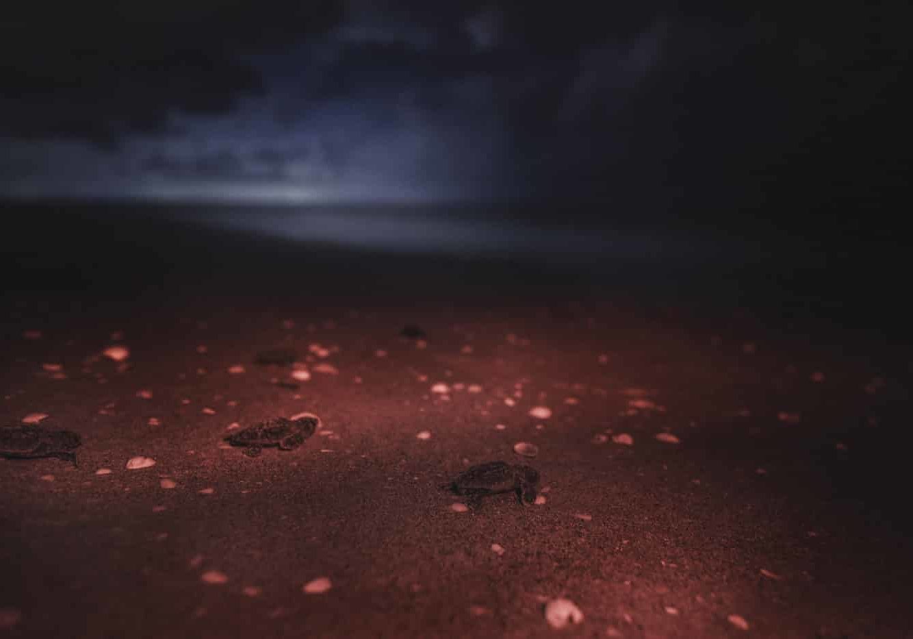 loggerhead hatchlings on the beach on sanibel at night