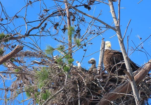 Nq9trlzaoamirvsdvaup