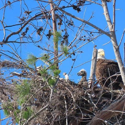 Nq9trlzaoamirvsdvaup