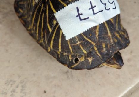 owbzzcburuphshvshtjf