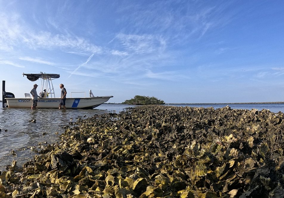 Oysters with two people by a boat in the background