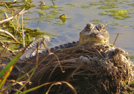 ps5bxxledrwygrspvrgj