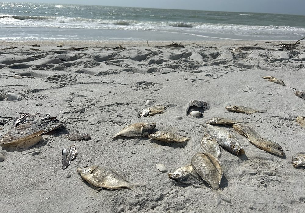 Fish kills from red tide off shore of Captiva in late 2022