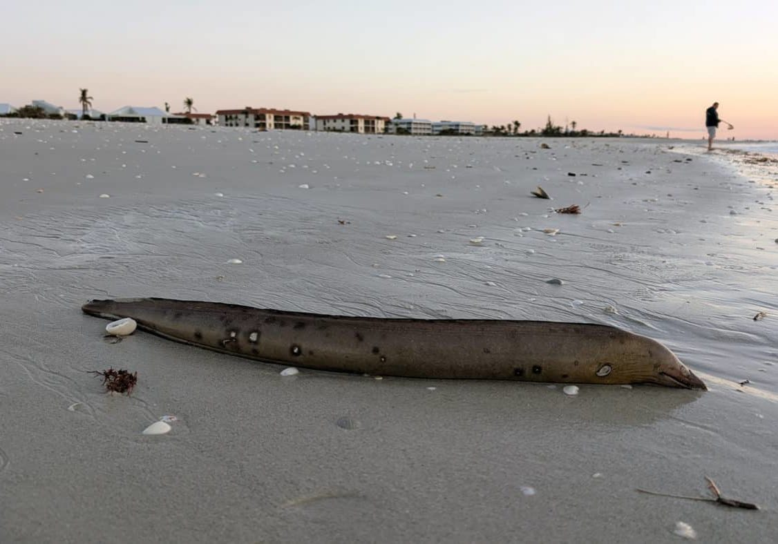 deceased eel on shore of sanibel
