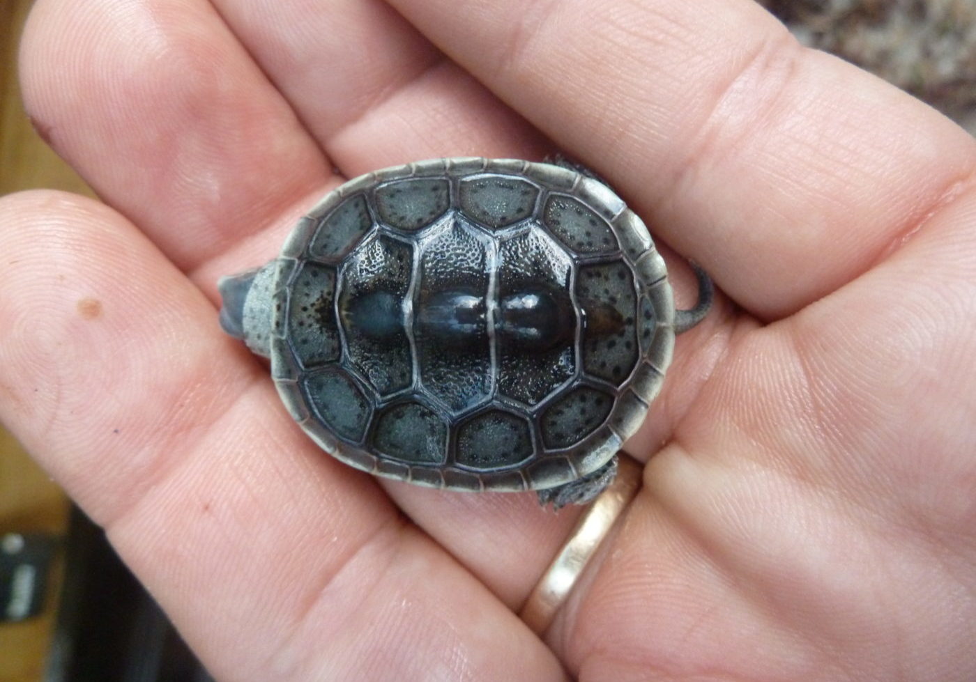 rfvtr3sxibfhffroyote