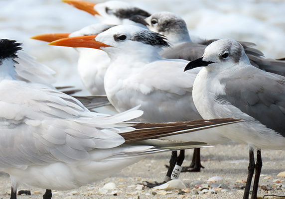 rj6mohi4khj1iefc46cd