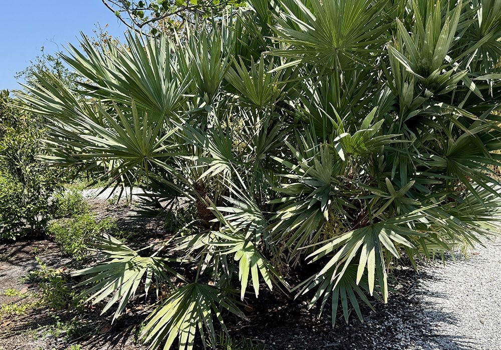 Saw Palmetto Sccf Garden Center
