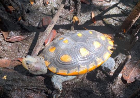 sd4o42bmzwnkjzn6ao1u