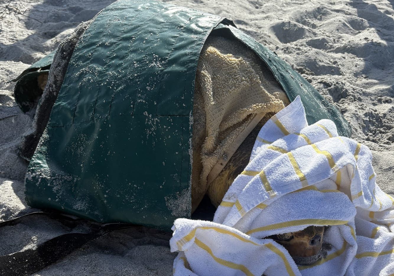 loggerhead sea turtle stranding sanibel