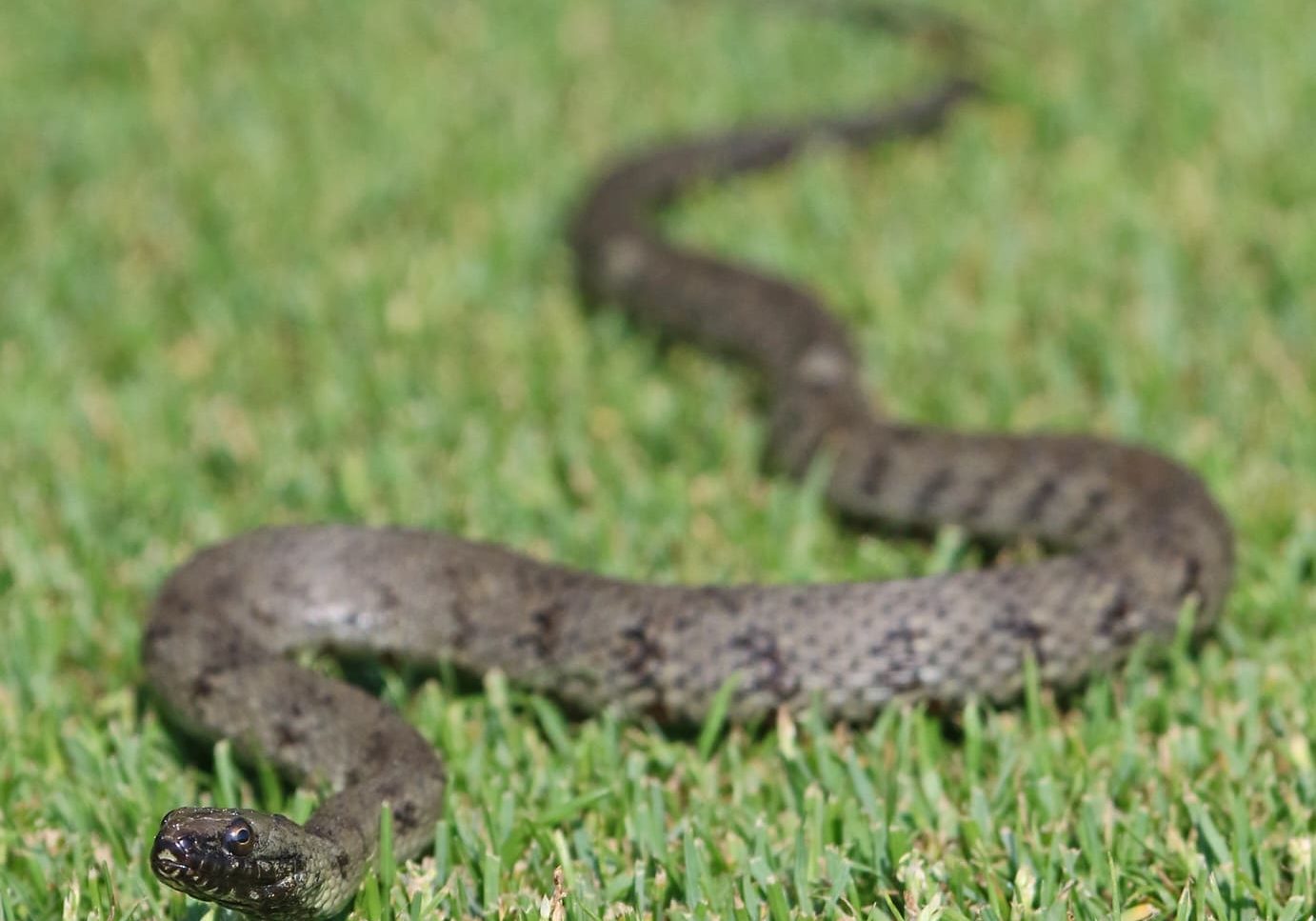 Snake For Sweet Shot July 2019