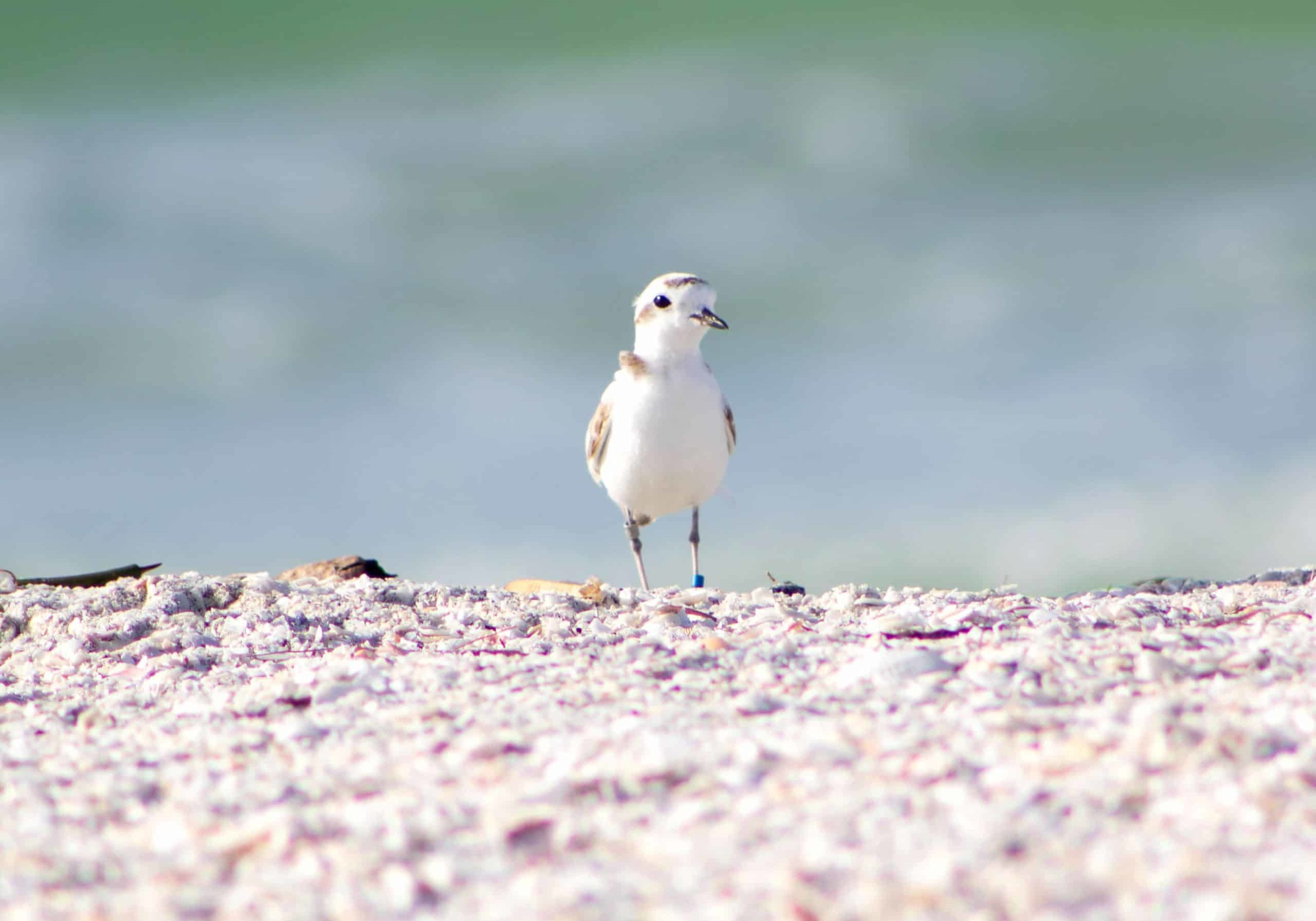 snowy plover on beach