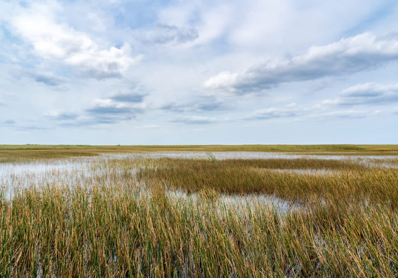 The Swamp land at Everglades National Park, Florida, United States