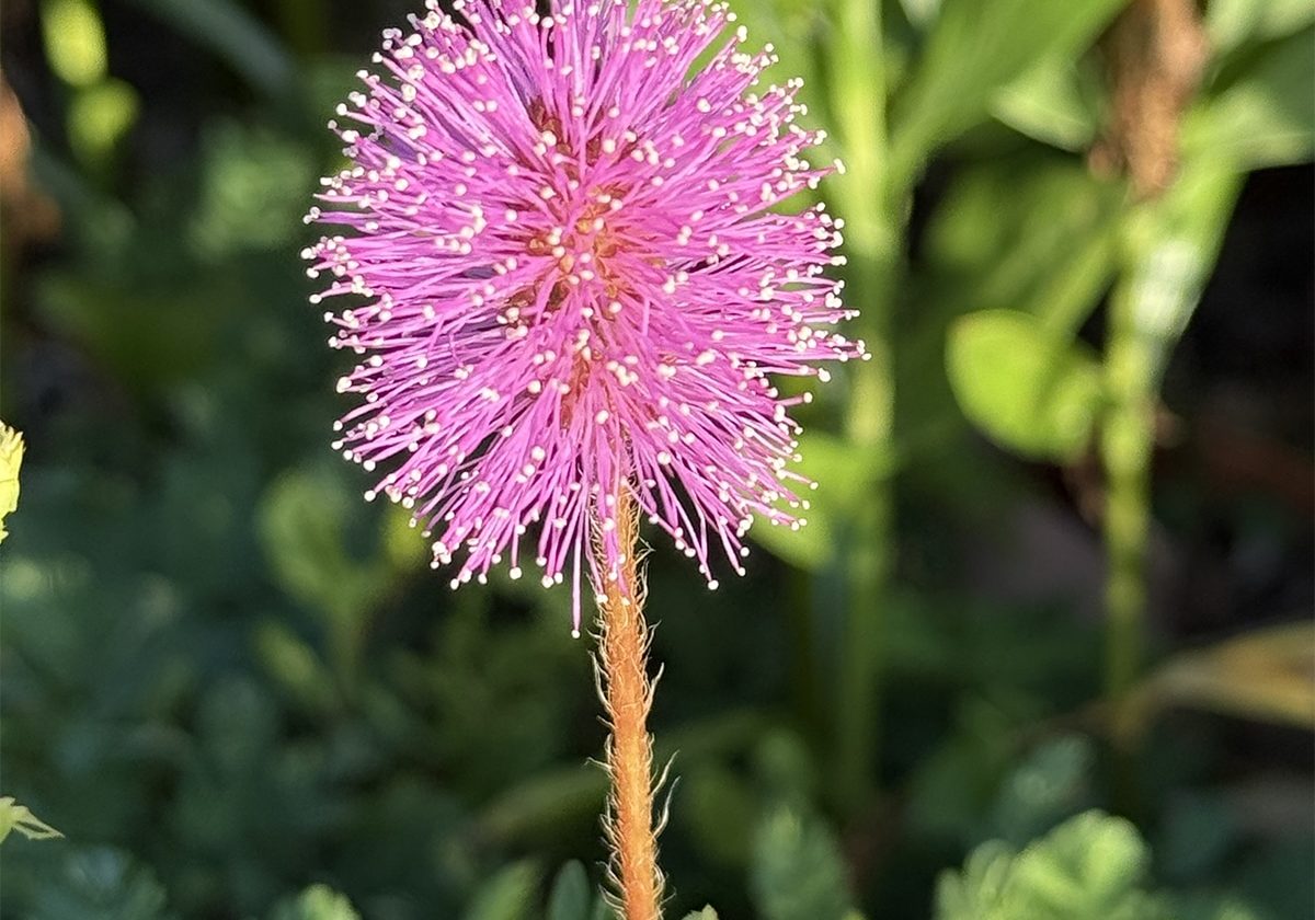 Sunshine Mimosa Web Copy